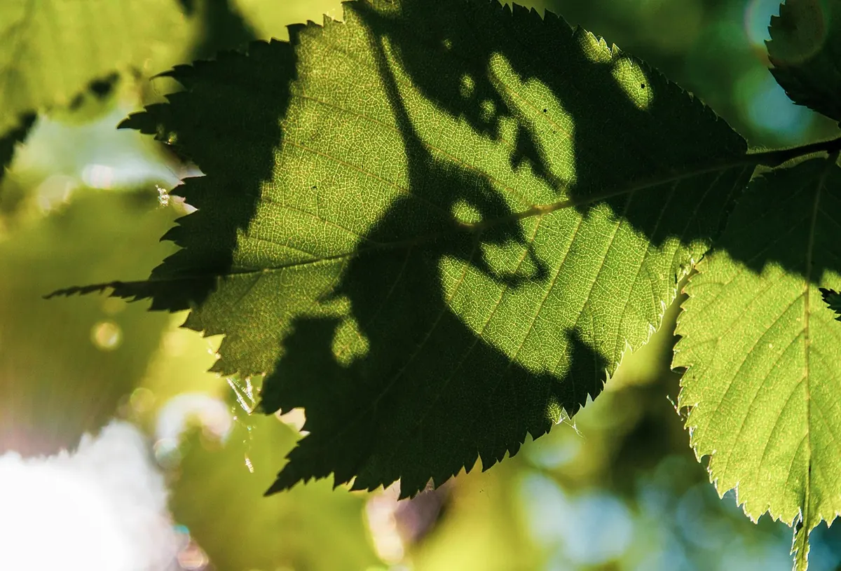 Common UK Tree Diseases and How to Spot Them
