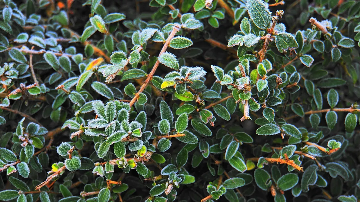 Evergreen Shrubs for Small Gardens: 8 Low-Maintenance Choices