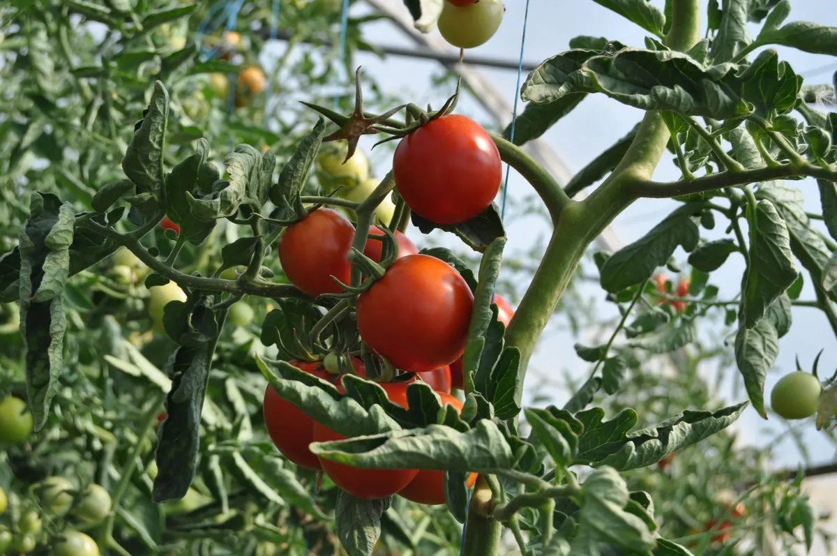Growing Tomatoes in a UK Greenhouse: A Beginner's Guide