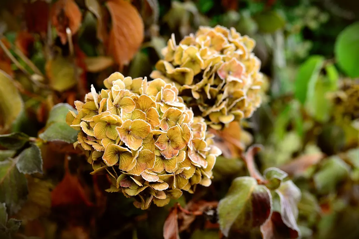 Why Your Hydrangeas Won't Flower: 5 Common Mistakes